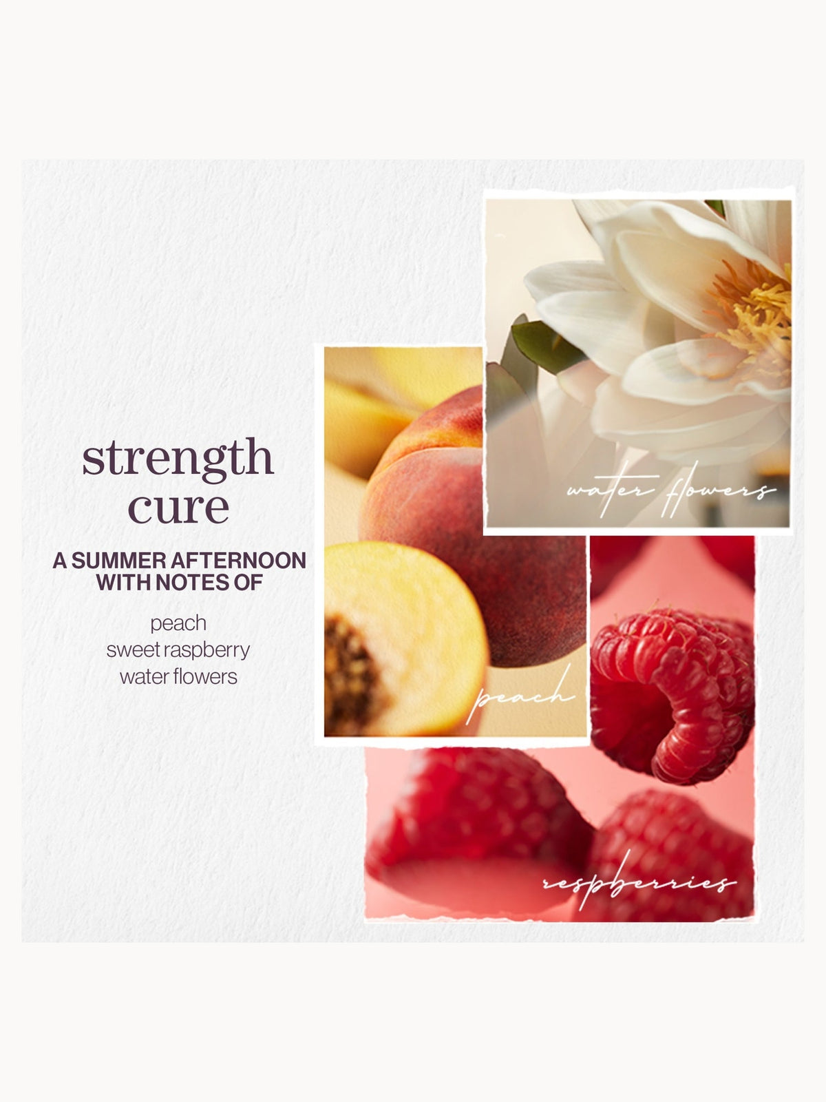 Pureology Strength Cure Shampoo 1000ml – brand image 8