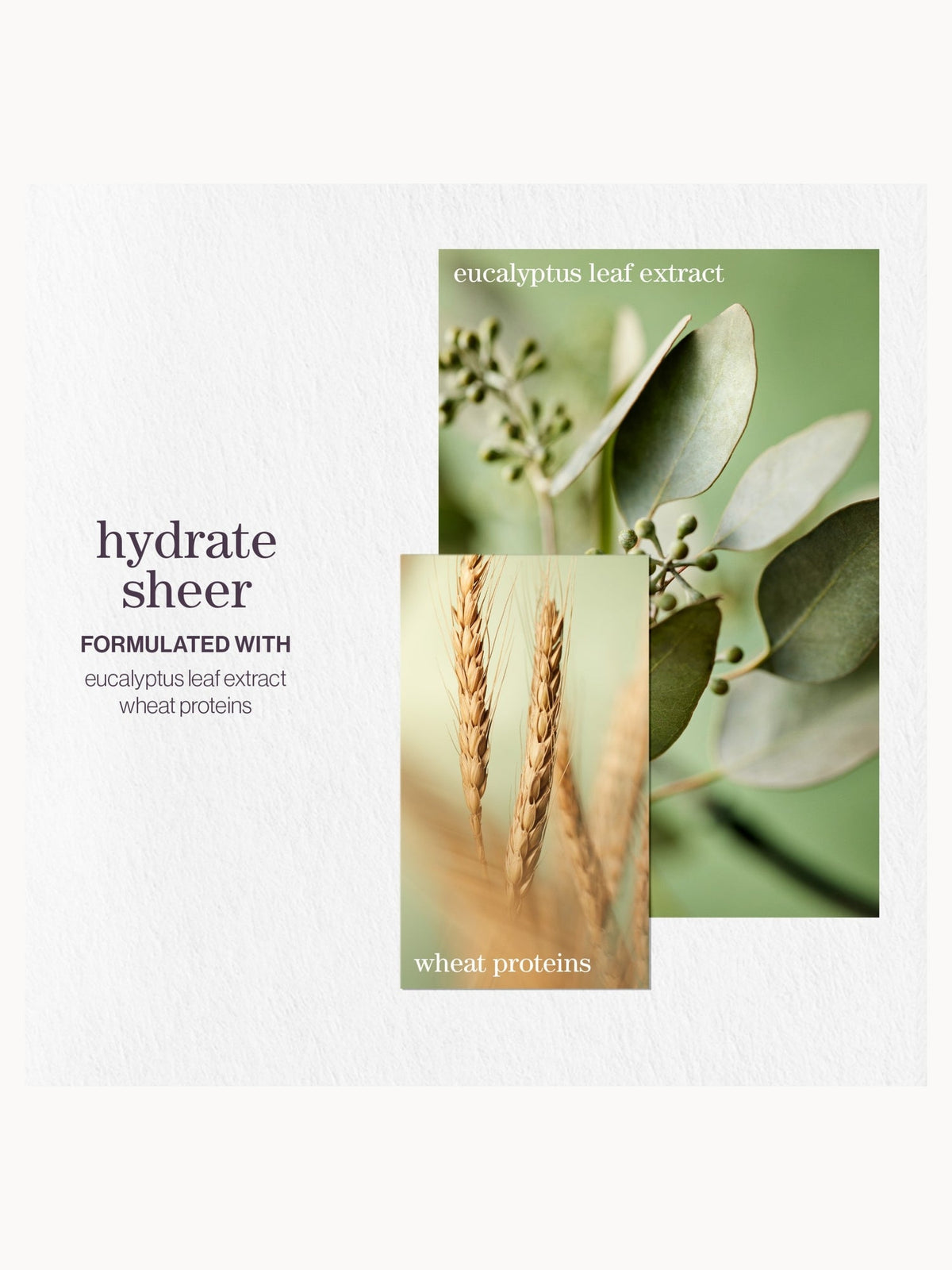 Pureology Hydrate Sheer Shampoo 1000ml – brand image 3